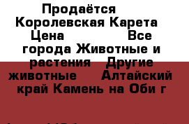 Продаётся!     Королевская Карета › Цена ­ 300 000 - Все города Животные и растения » Другие животные   . Алтайский край,Камень-на-Оби г.